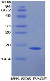 Figure 1. SDS-PAGE