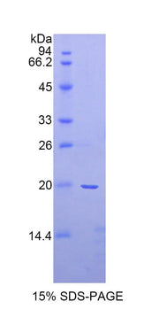 Figure 1. SDS-PAGE