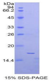 Figure 1. SDS-PAGE