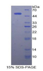 Figure 1. SDS-PAGE