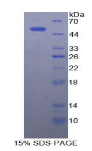 Figure 1. SDS-PAGE