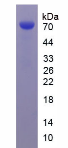 Figure 3. SDS-PAGE