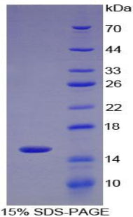 Figure 1. SDS-PAGE