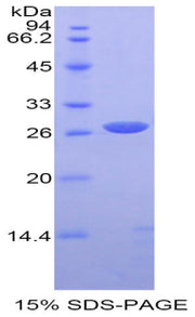 Figure 1. SDS-PAGE