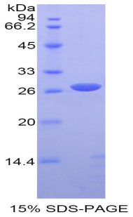 Figure 1. SDS-PAGE