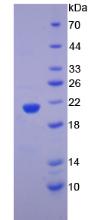 Figure 2. SDS-PAGE