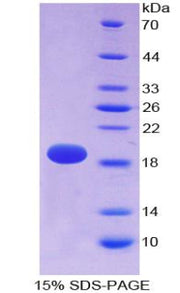 Figure 1. SDS-PAGE