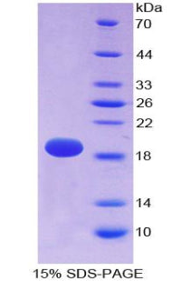 Figure 1. SDS-PAGE