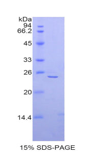 Figure 1. SDS-PAGE
