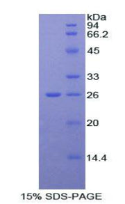 Figure 1. SDS-PAGE