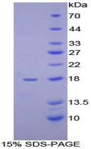 Figure 1. SDS-PAGE