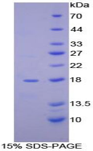 Figure 1. SDS-PAGE