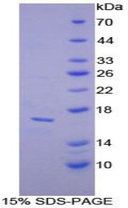 Figure 1. SDS-PAGE
