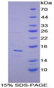 Figure 1. SDS-PAGE