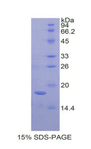 Figure 1. SDS-PAGE