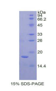 Figure 1. SDS-PAGE