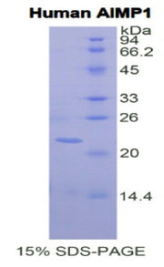 Figure 1. SDS-PAGE