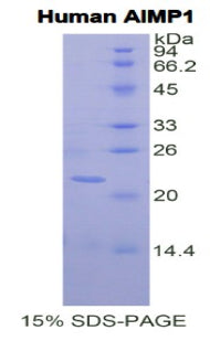 Figure 1. SDS-PAGE