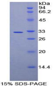 Figure 1. SDS-PAGE