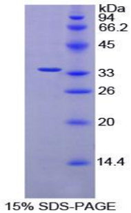 Figure 1. SDS-PAGE