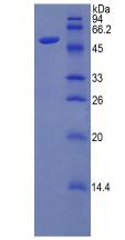 Figure 2. SDS-PAGE