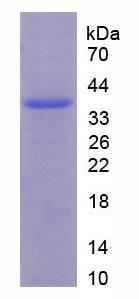 Figure 2. SDS-PAGE
