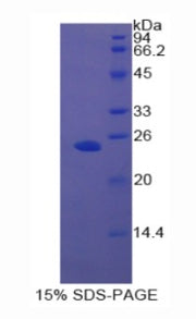 Figure 1. SDS-PAGE