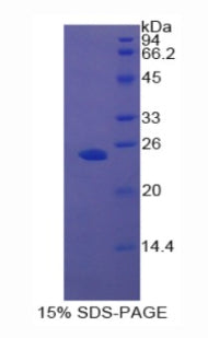 Figure 1. SDS-PAGE