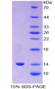 Figure 1. SDS-PAGE