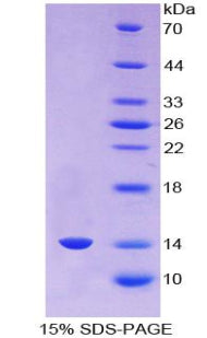 Figure 1. SDS-PAGE