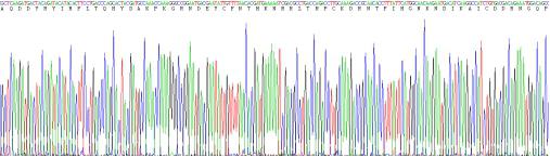 Recombinant Bovine Angiogenin (ANG)
