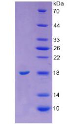 Figure 3. SDS-PAGE