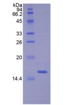 Figure 2. SDS-PAGE