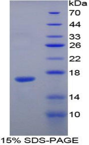Figure 1. SDS-PAGE