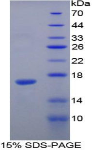 Figure 1. SDS-PAGE
