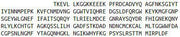 Recombinant Angiopoietin 1 (ANGPT1), RPU40247