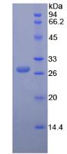 Figure 2. SDS-PAGE