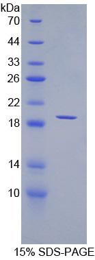 Figure 1. SDS-PAGE