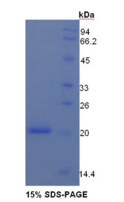Figure 1. SDS-PAGE