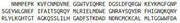 Recombinant Angiopoietin 1 (ANGPT1), RPU40250