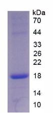 Figure 2. SDS-PAGE
