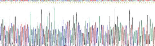 Recombinant Mouse Angiopoietin 1 (ANGPT1)