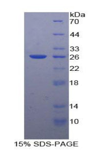 Figure 1. SDS-PAGE