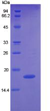 Figure 2. SDS-PAGE
