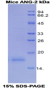 Figure 1. SDS-PAGE