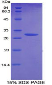 Figure 1. SDS-PAGE