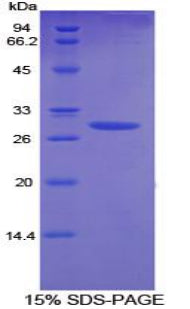 Figure 1. SDS-PAGE