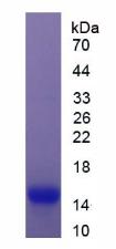 Figure 2. SDS-PAGE