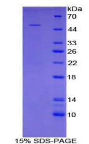 Figure 1. SDS-PAGE