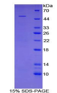 Figure 1. SDS-PAGE